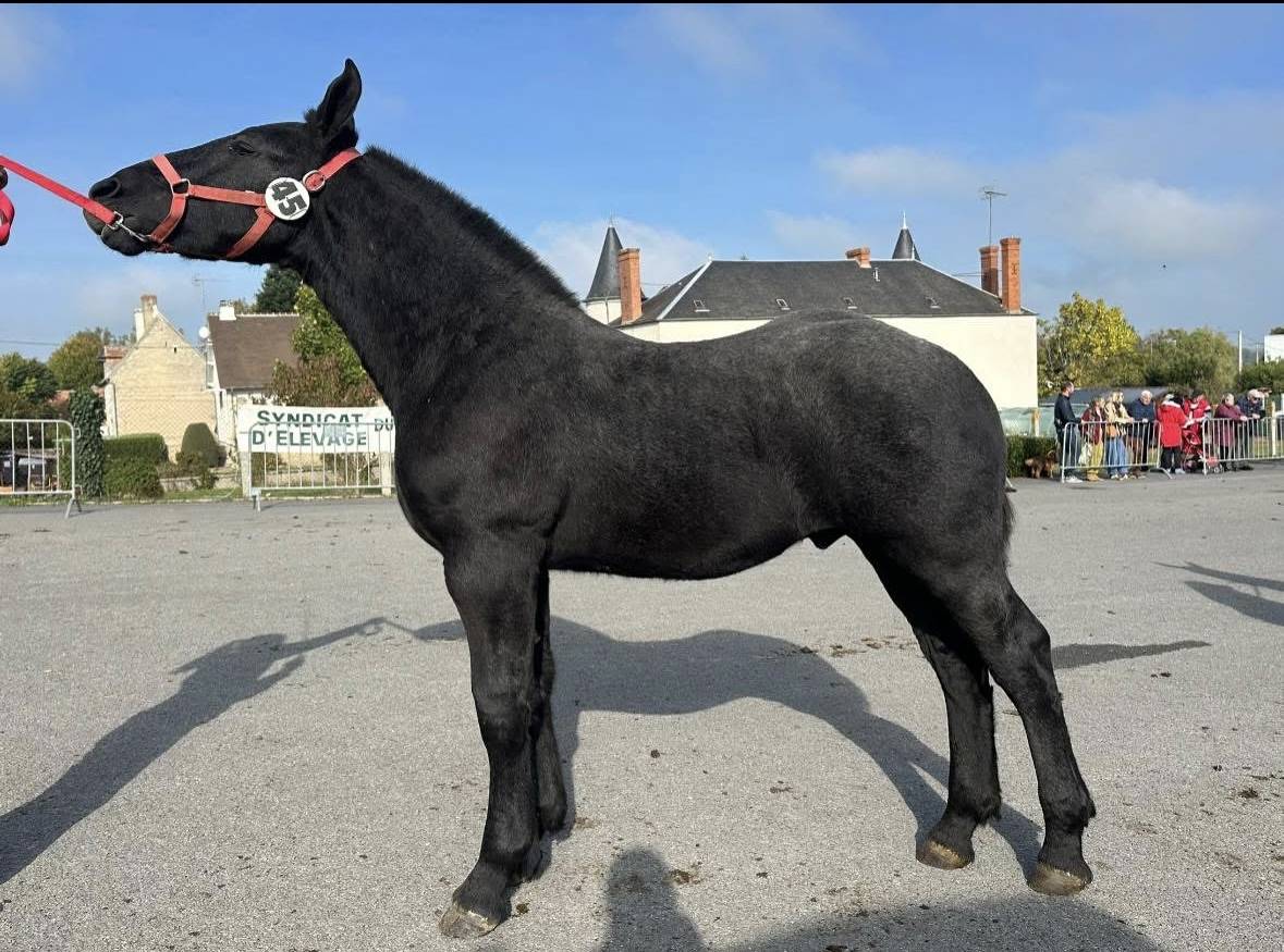 Poulain pp percheron 