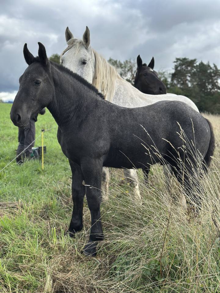 Poulain pp percheron 
