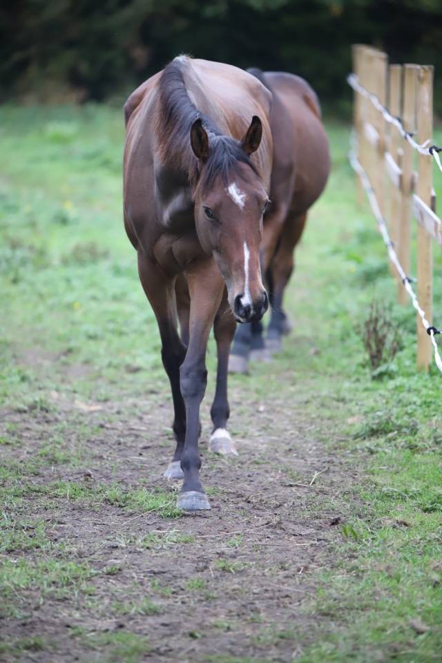 vend jument pur sang de 5 ans 