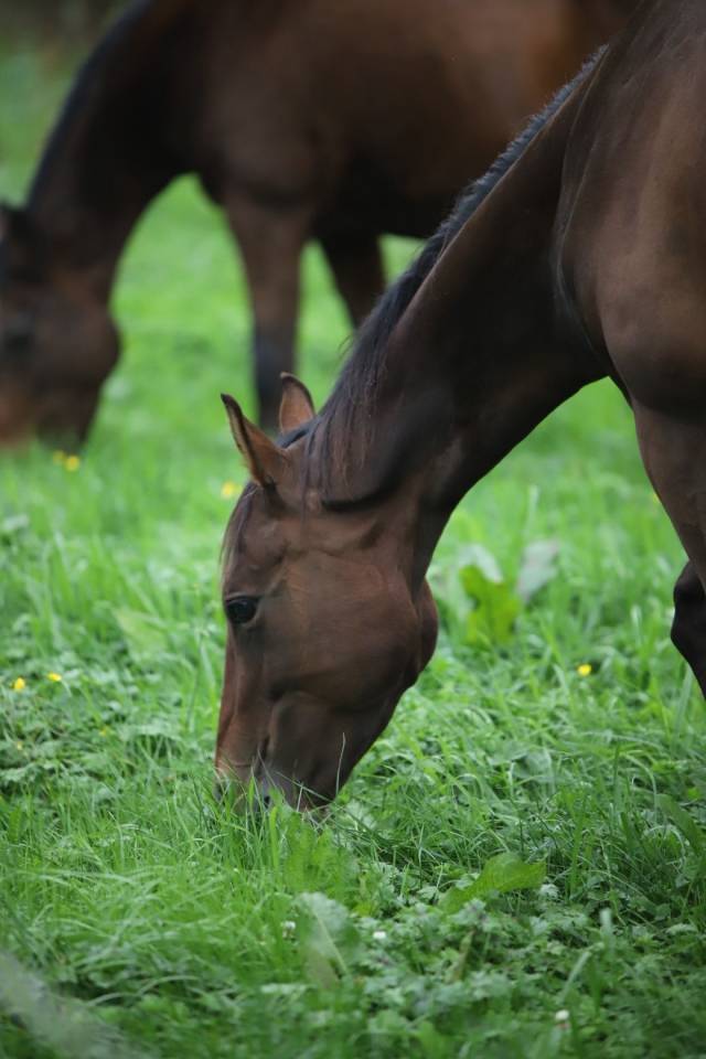 vend jument pur sang de 5 ans 