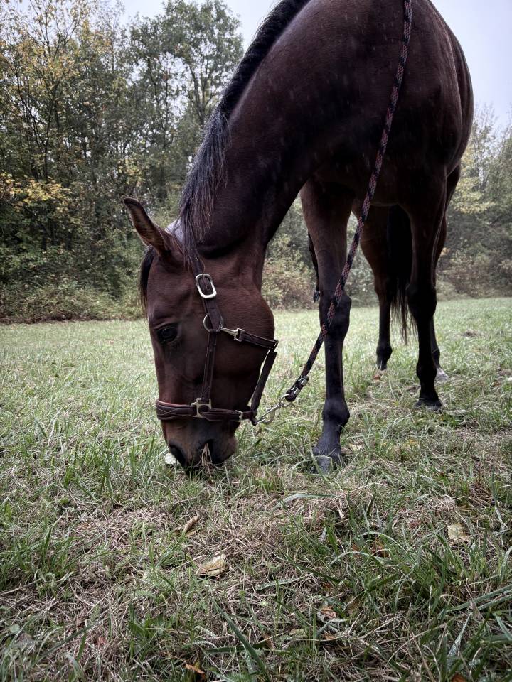 vend jument pur sang de 5 ans 