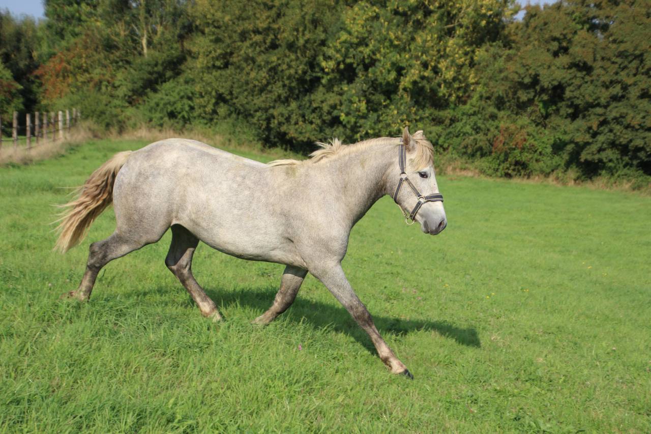 Belle opportunité pour élevage, sport ou show