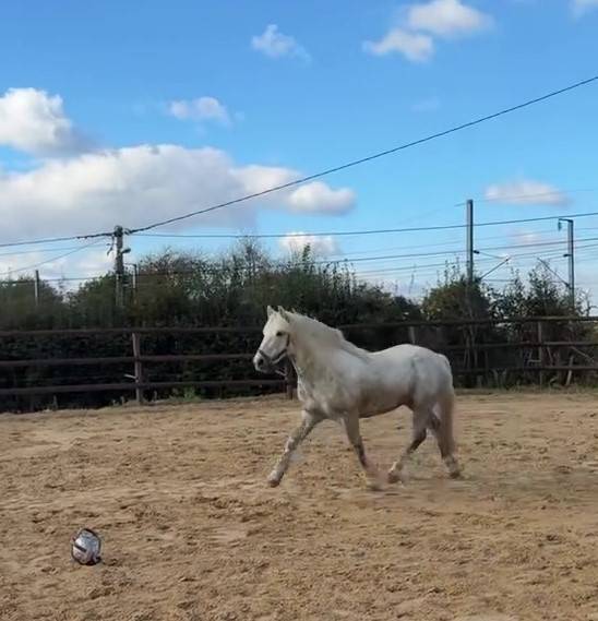 Belle opportunité pour élevage, sport ou show