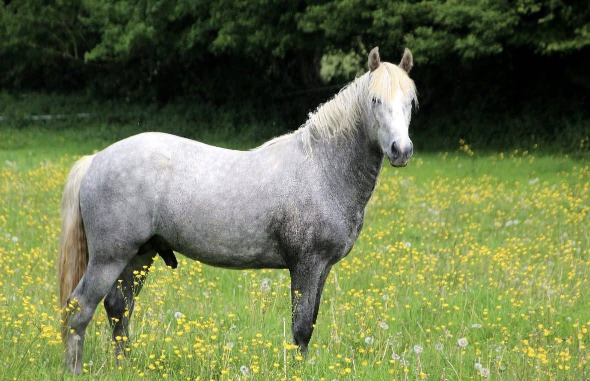 Belle opportunité pour élevage, sport ou show