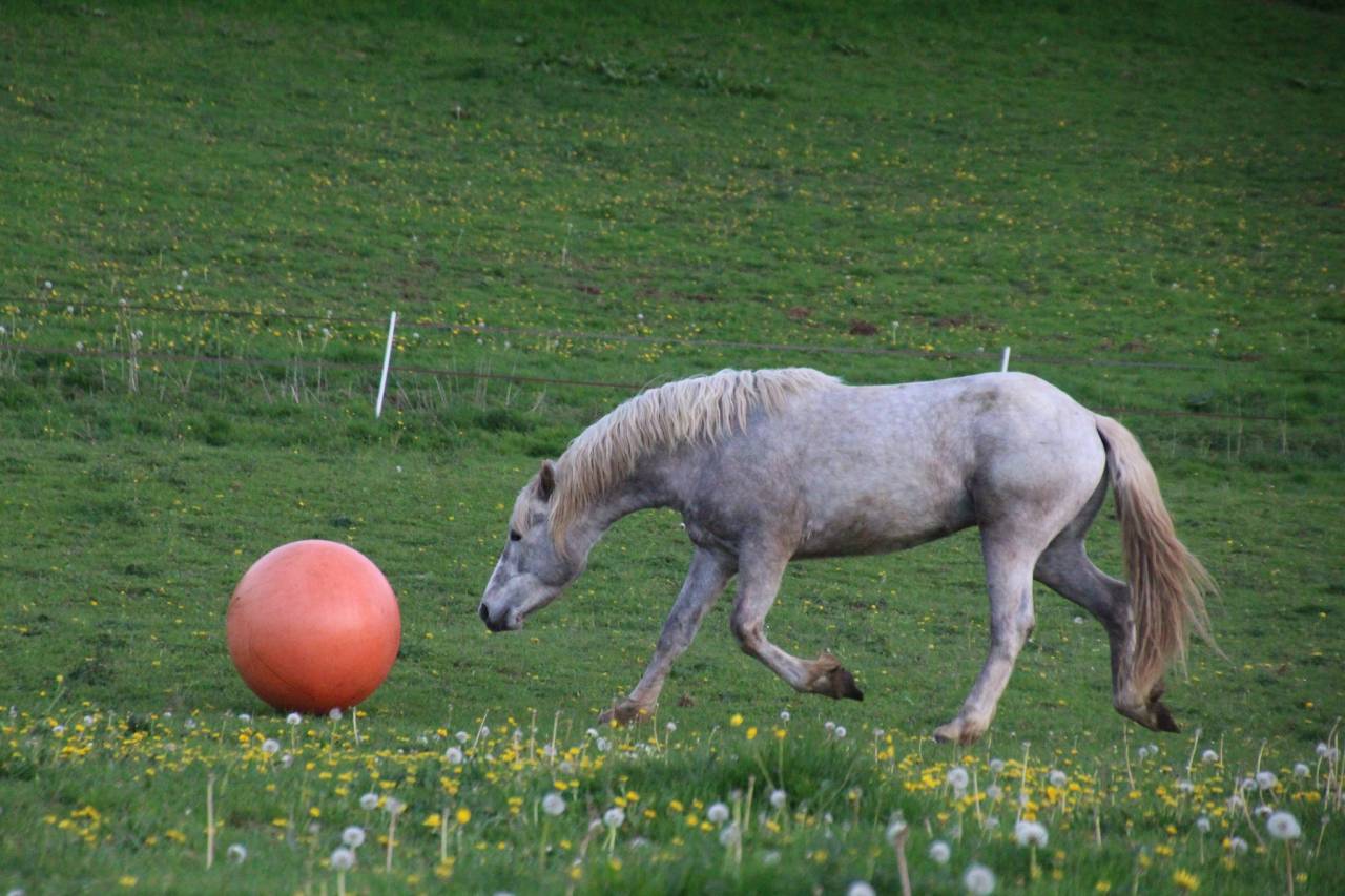 Belle opportunité pour élevage, sport ou show