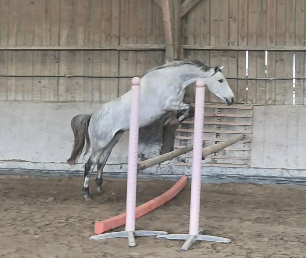  Hongre Anglo-Arabe – 4 ans – env. 1m58  