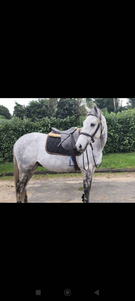  Hongre Anglo-Arabe – 4 ans – env. 1m58  