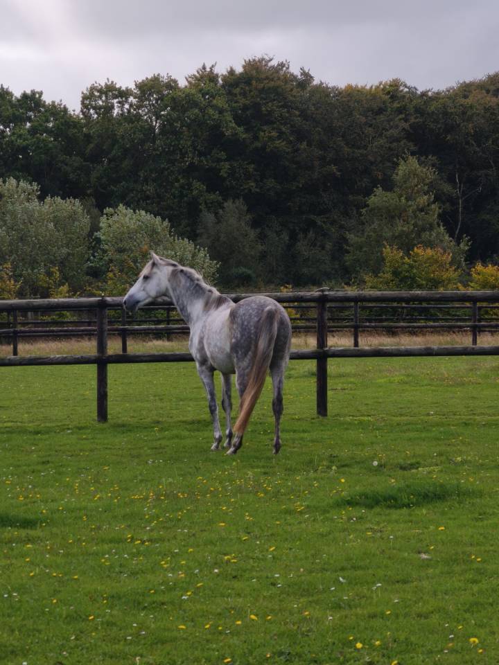  Hongre Anglo-Arabe – 4 ans – env. 1m58  