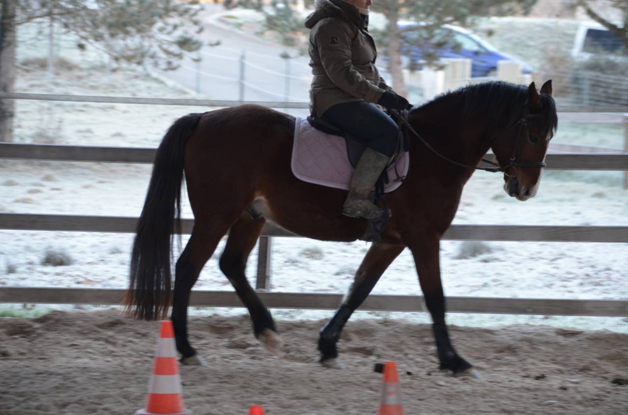 Poney pfs à confier 