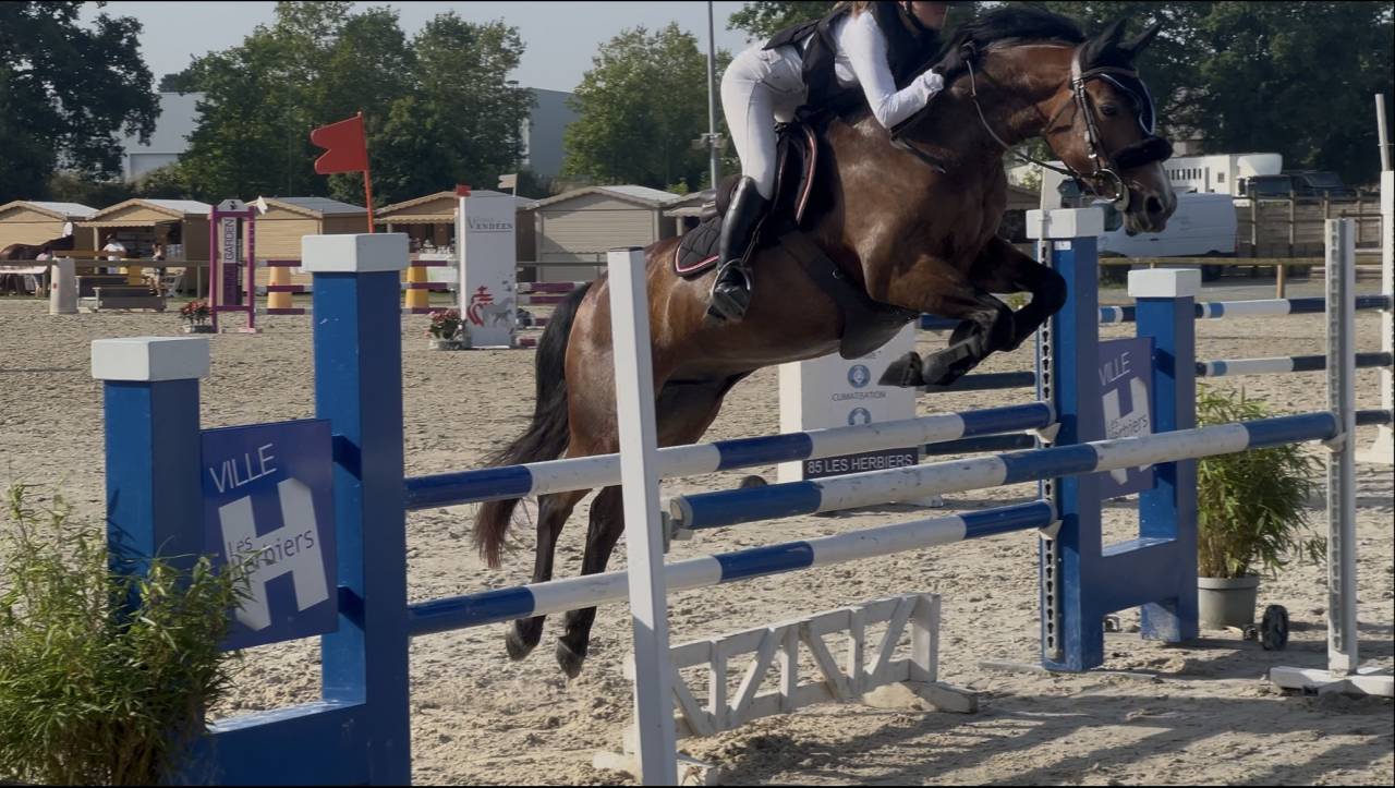 Petit cheval de concours