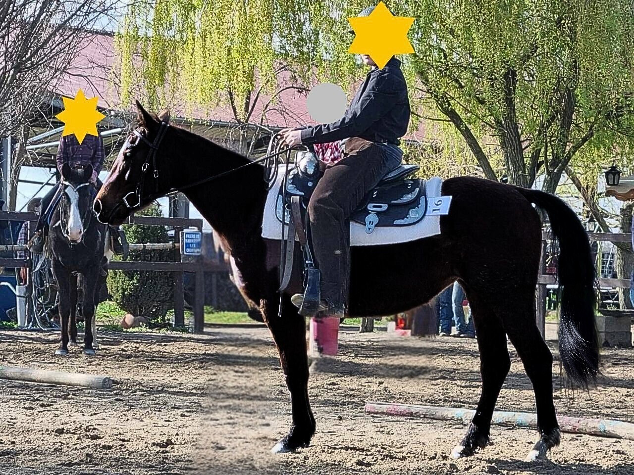 jument Quarter Horse loisir 1m45 idéale ado