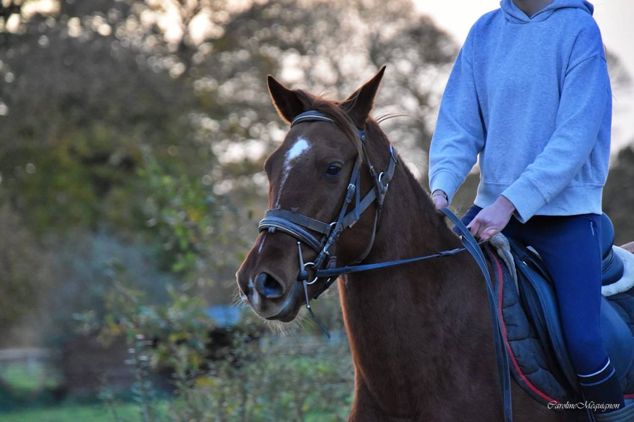 Hongre de sport DSA 4 ans petit prix 