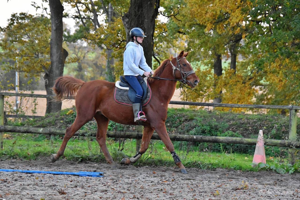 Hongre de sport DSA 4 ans petit prix 