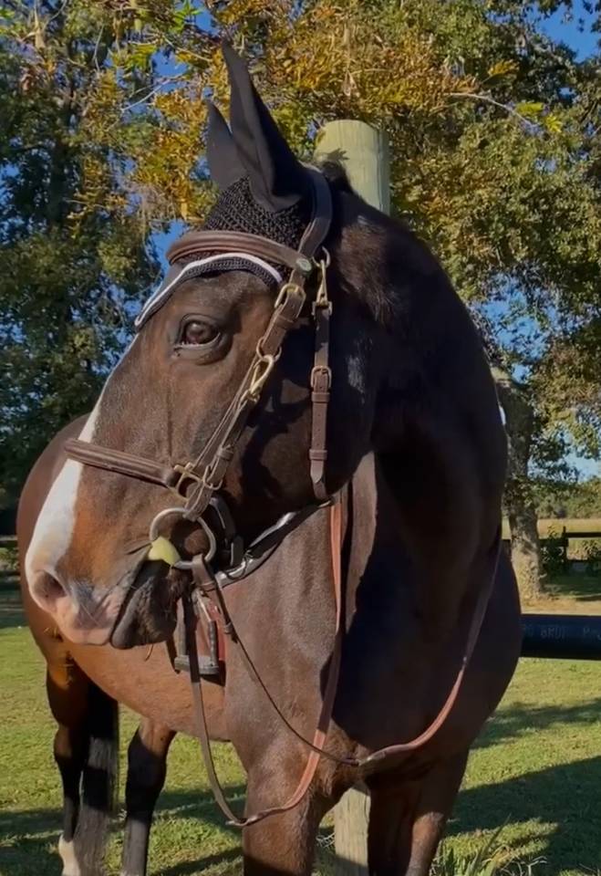 Selle français hongre 