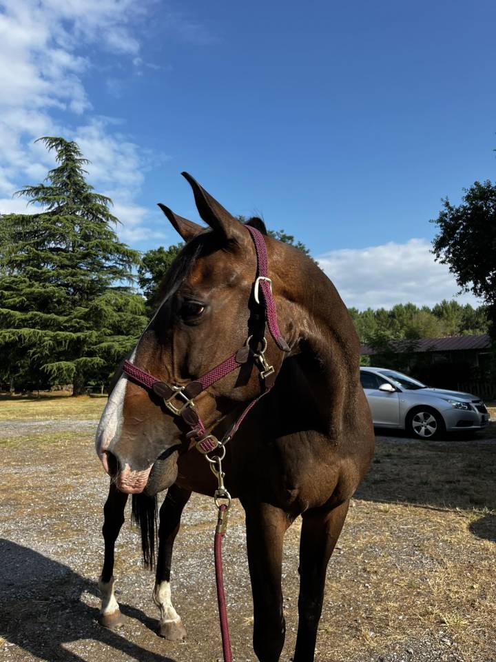 Selle français hongre 