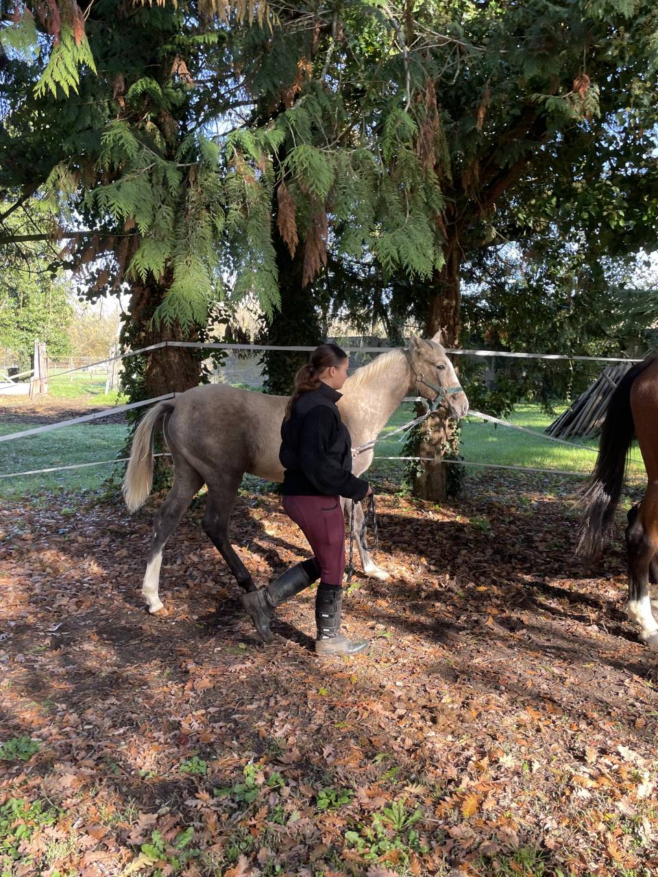 Poulain mâle 2025 OC