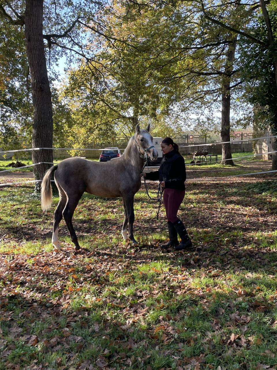 Poulain mâle 2025 OC