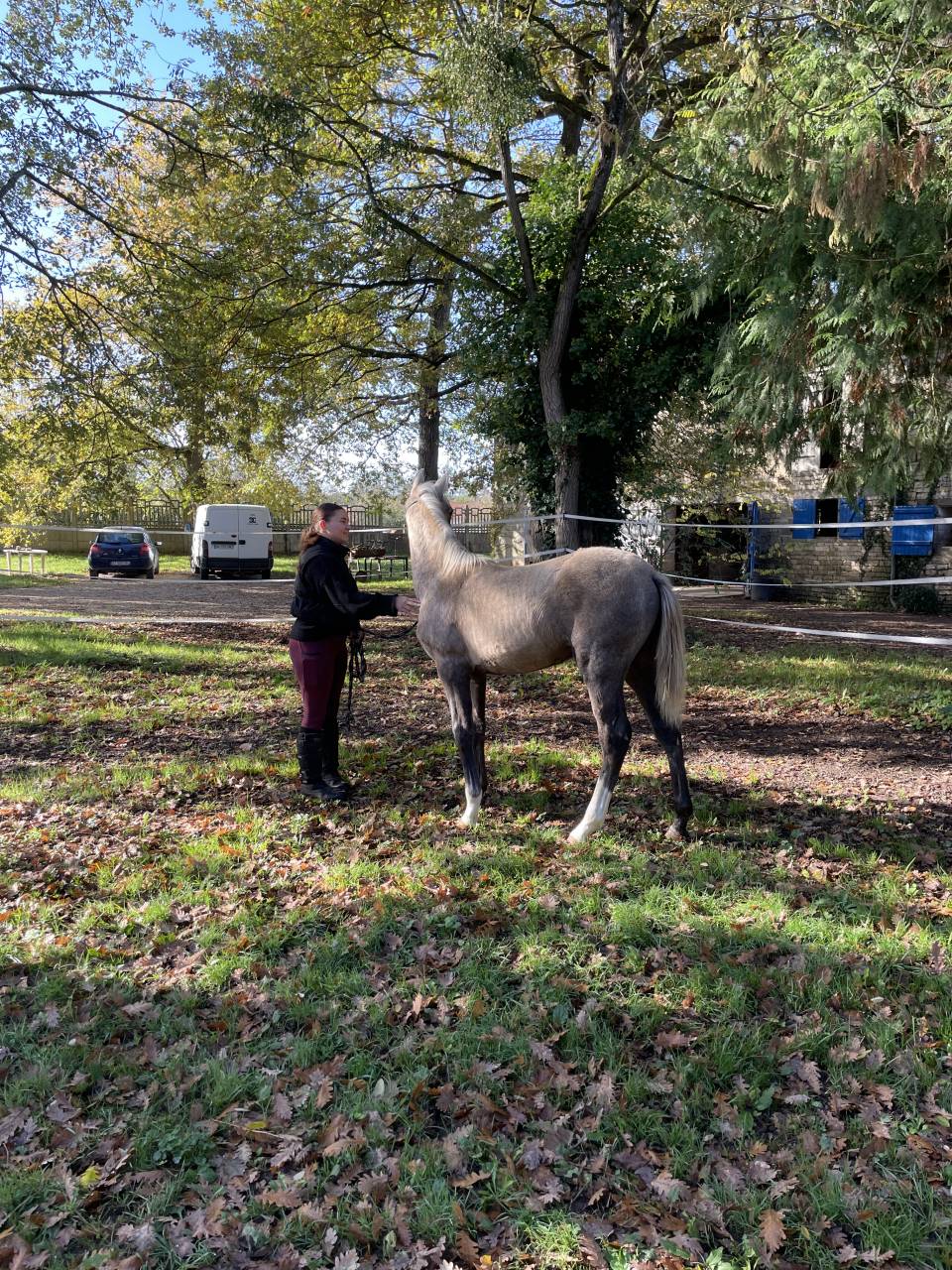 Poulain mâle 2025 OC