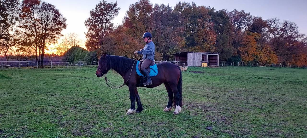 jument irish cob par bred 