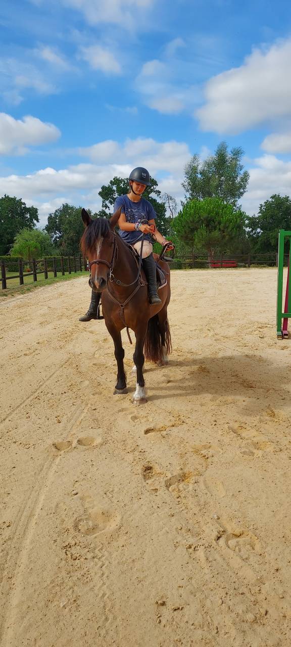 jument irish cob par bred 