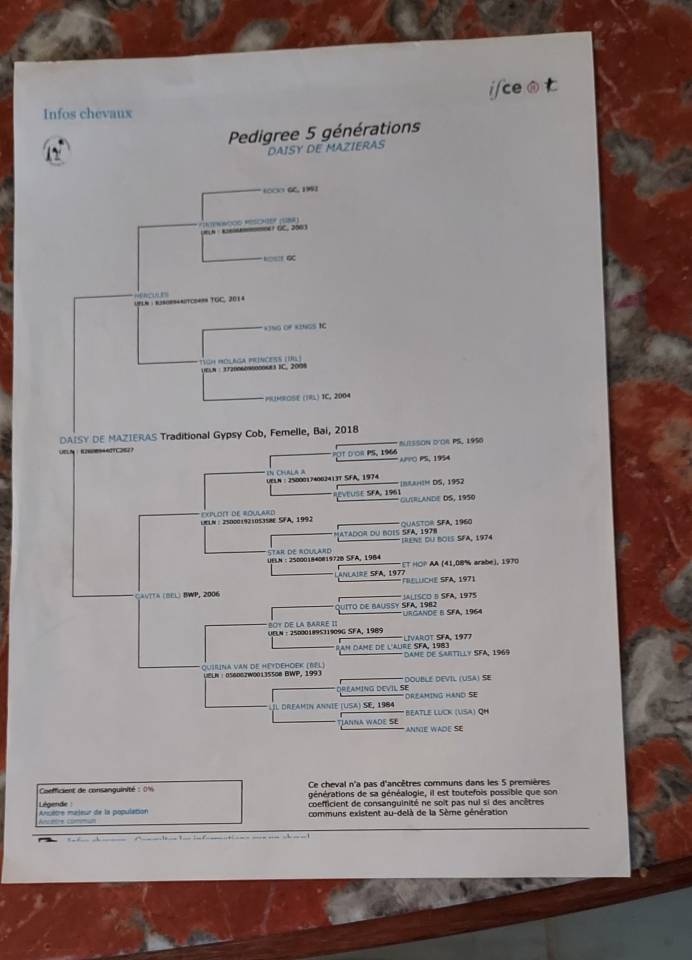 jument irish cob par bred 