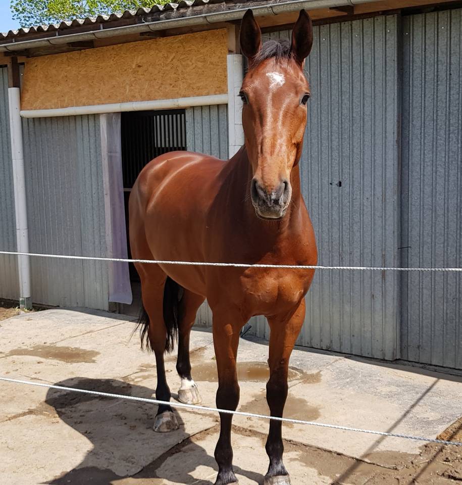 Hongre sport bai 13 ans - 172cm