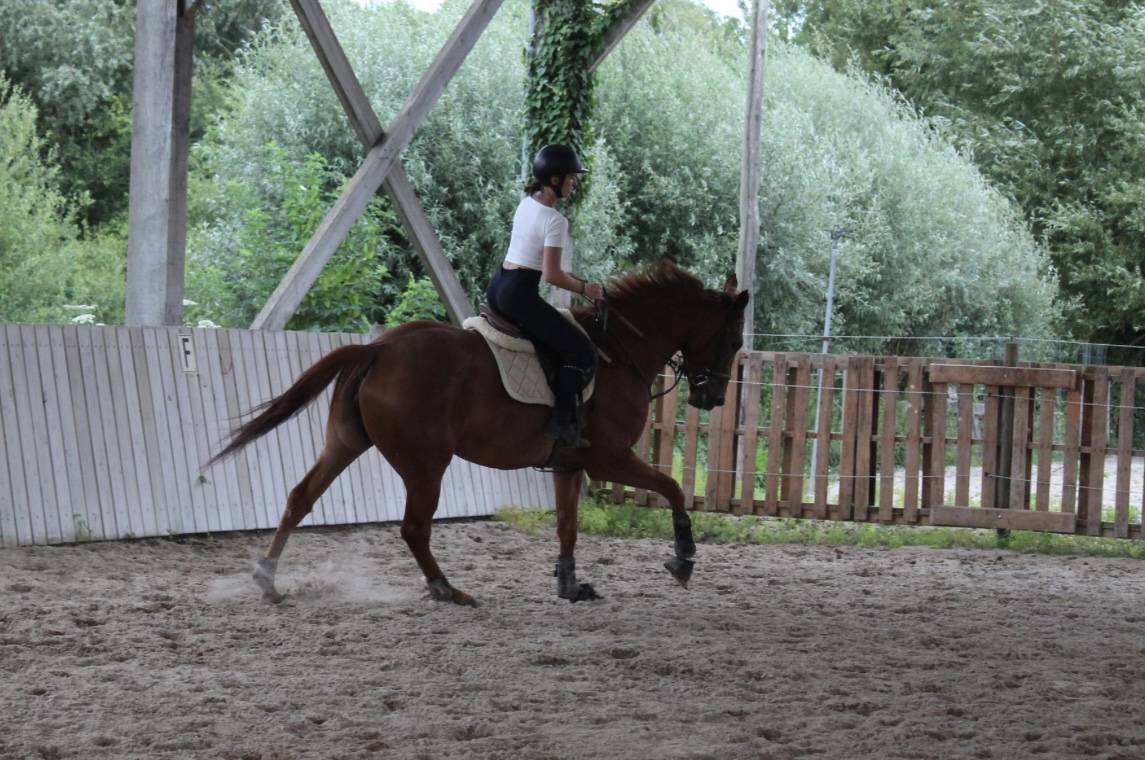 Jument pur sang 4 ans 