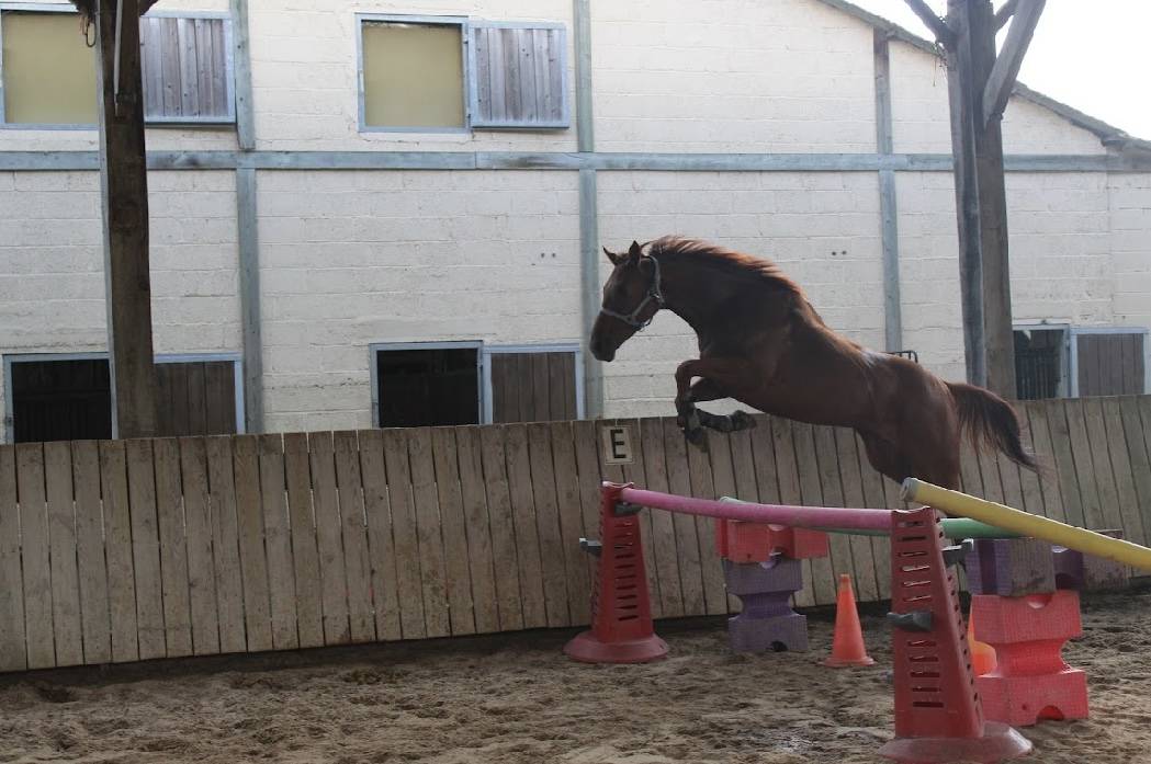 Jument pur sang 4 ans 