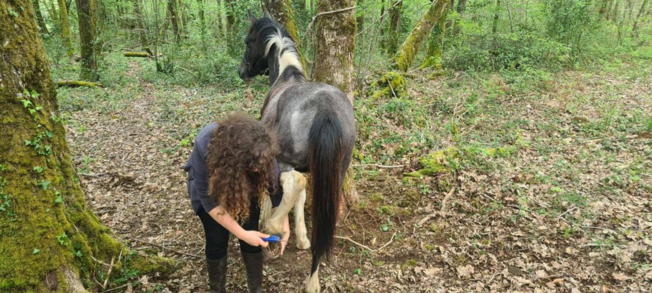 Adorable Poulain Pie Gris OC 