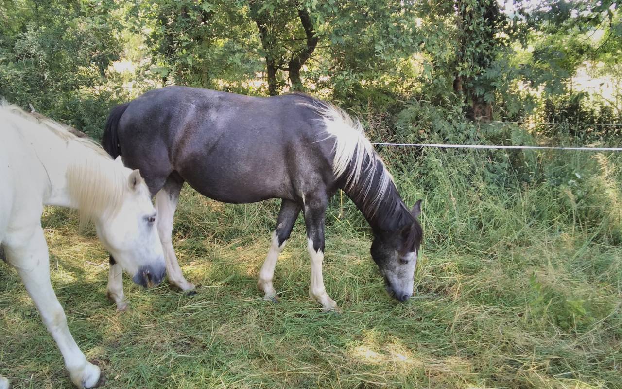 Adorable Poulain Pie Gris OC 