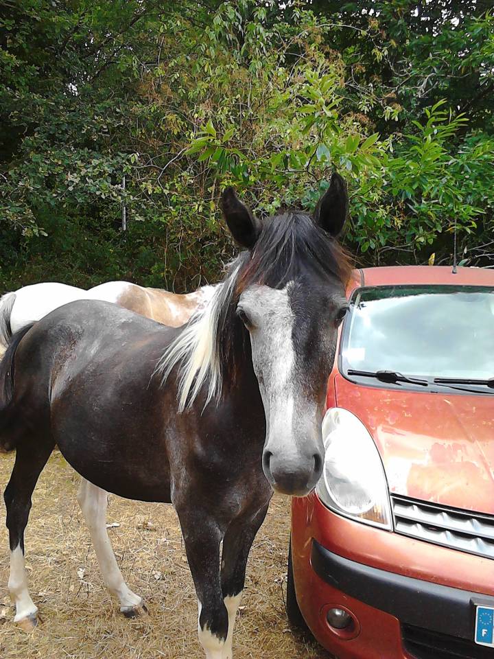 Adorable Poulain Pie Gris OC 