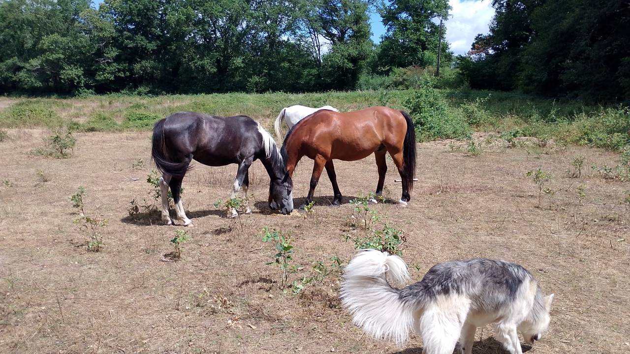 Adorable Poulain Pie Gris OC 