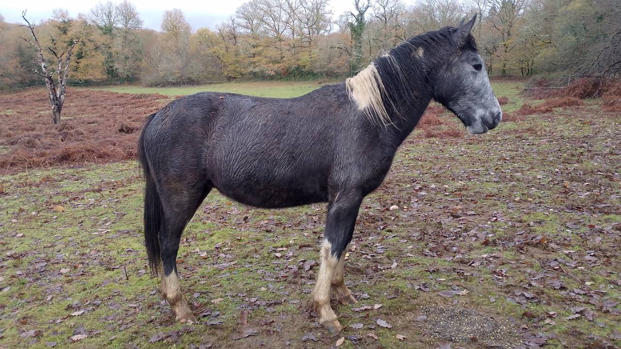 Adorable Poulain mâle Pie Gris OC 