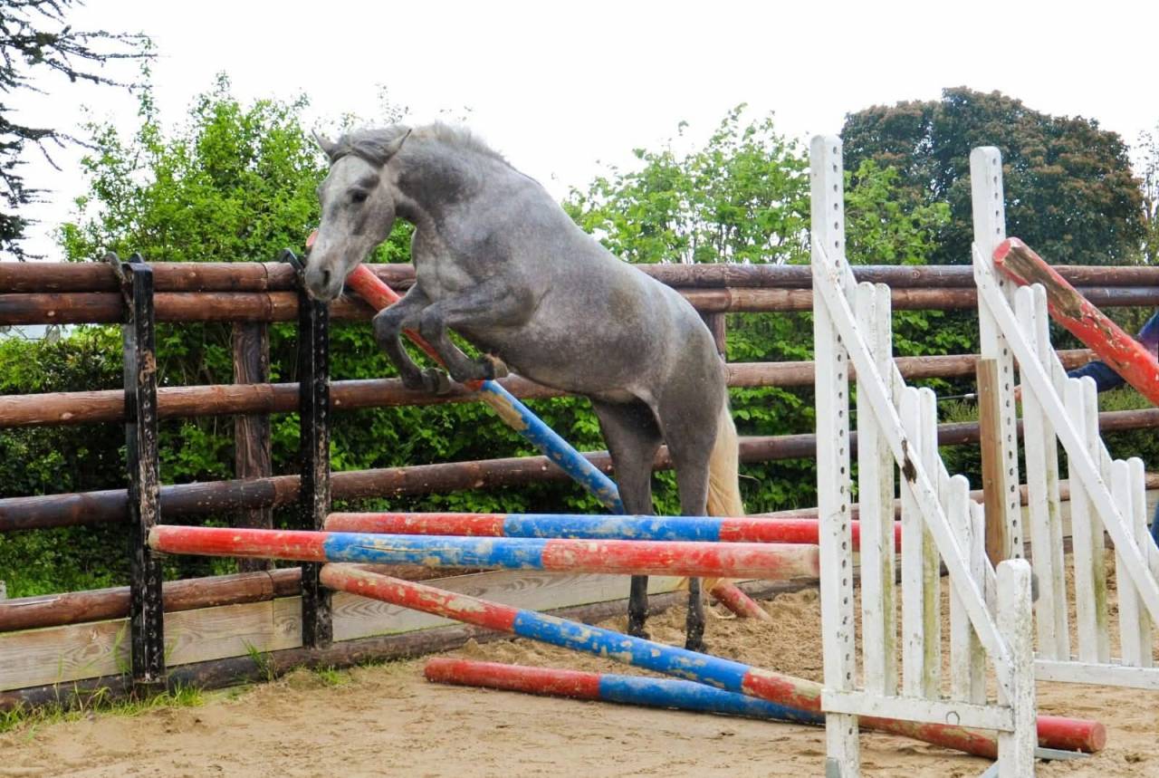 Femelle Connemara 4 ans 1m47 Très bonne génétique