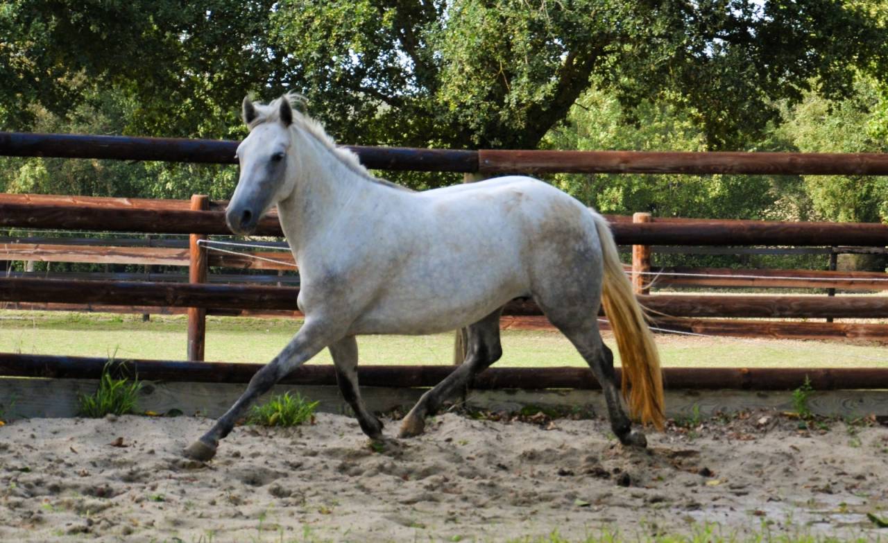 Femelle Connemara 4 ans 1m47 Très bonne génétique