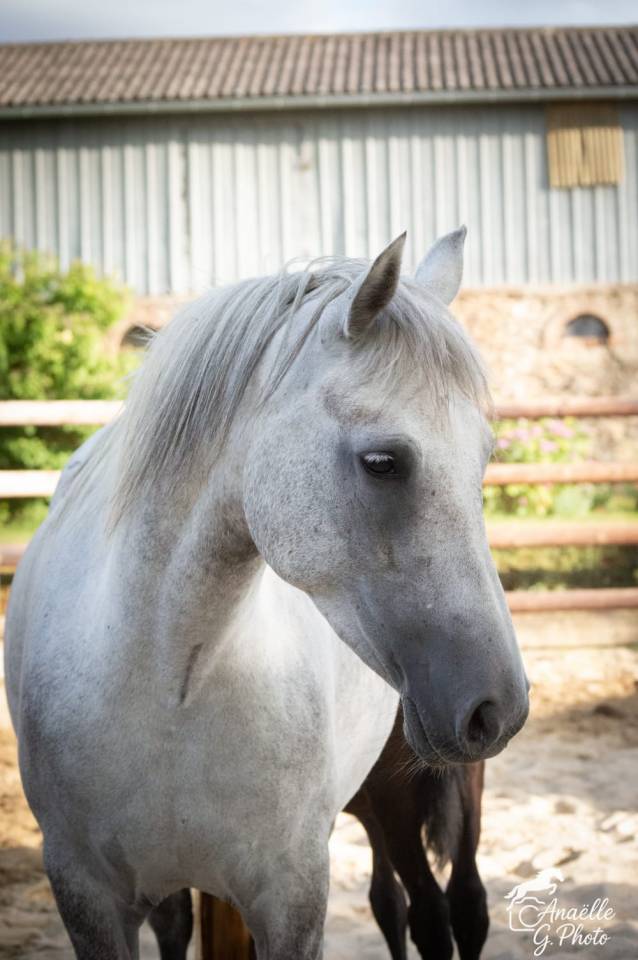 Femelle Connemara 4 ans 1m47 Très bonne génétique