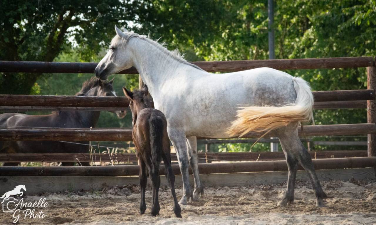 Femelle Connemara 4 ans 1m47 Très bonne génétique