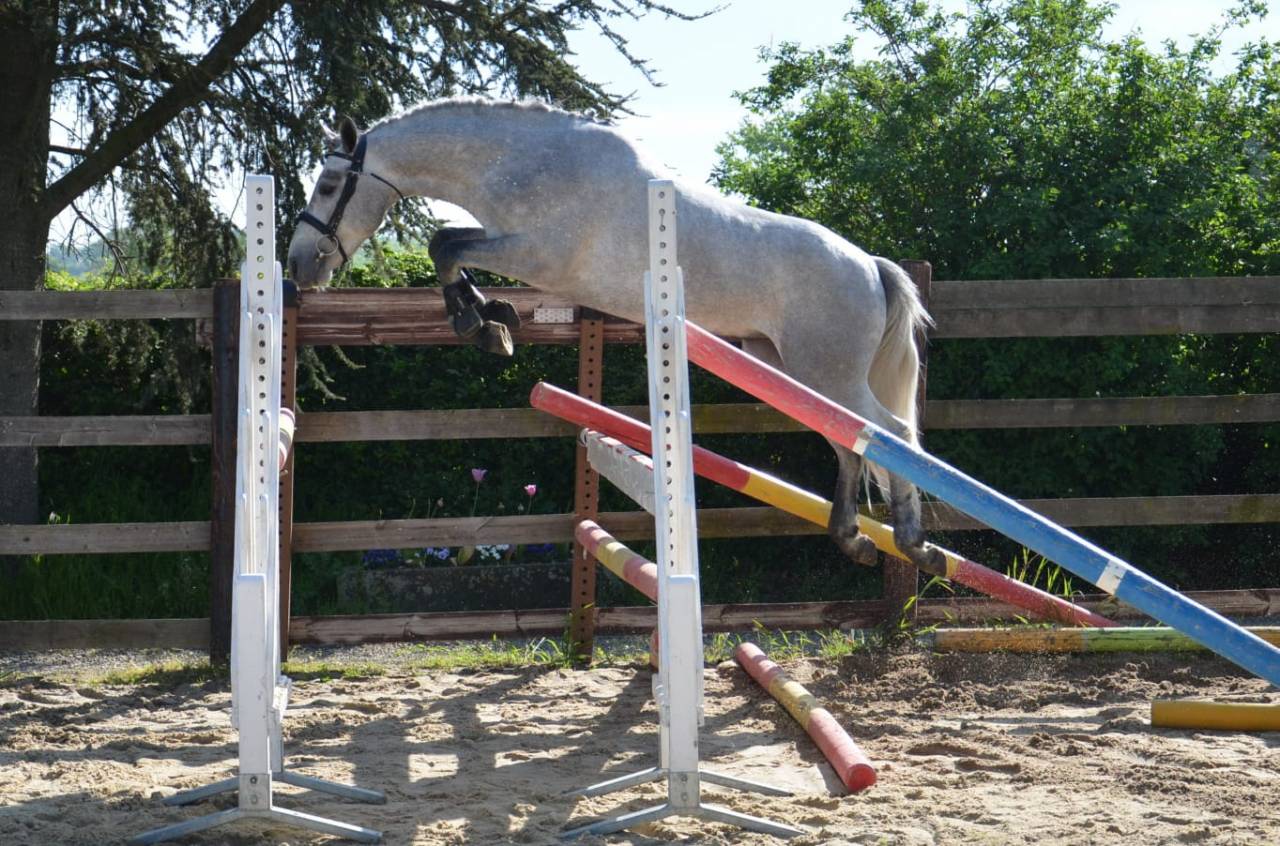 Femelle Connemara 4 ans 1m47 Très bonne génétique