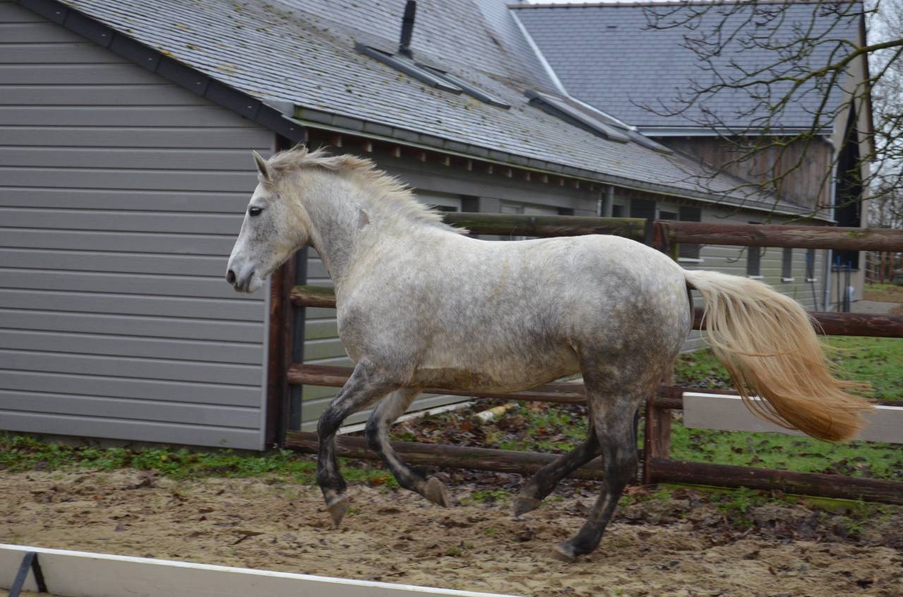 Femelle Connemara 5 ans 1m47 Tr&egrave;s bonne g&eacute;n&eacute;tique