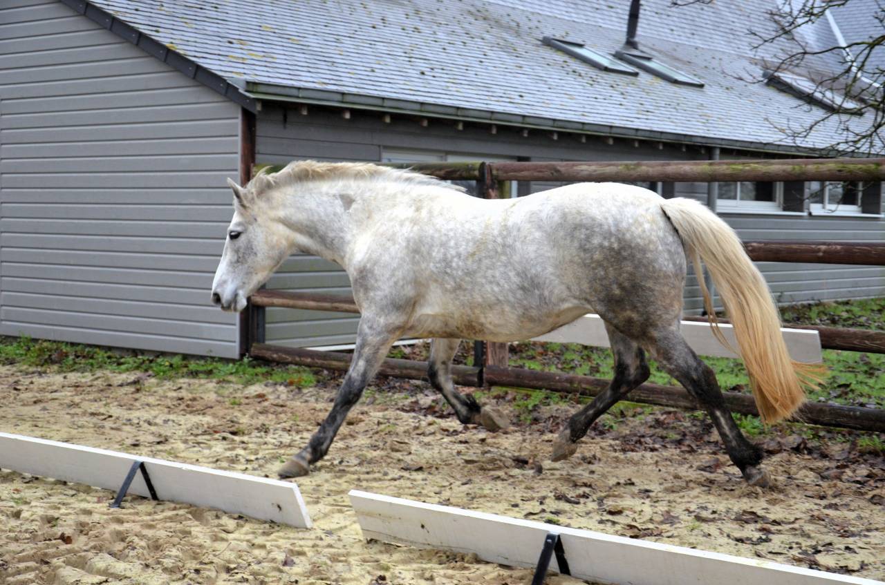 Femelle Connemara 5 ans 1m47 Tr&egrave;s bonne g&eacute;n&eacute;tique