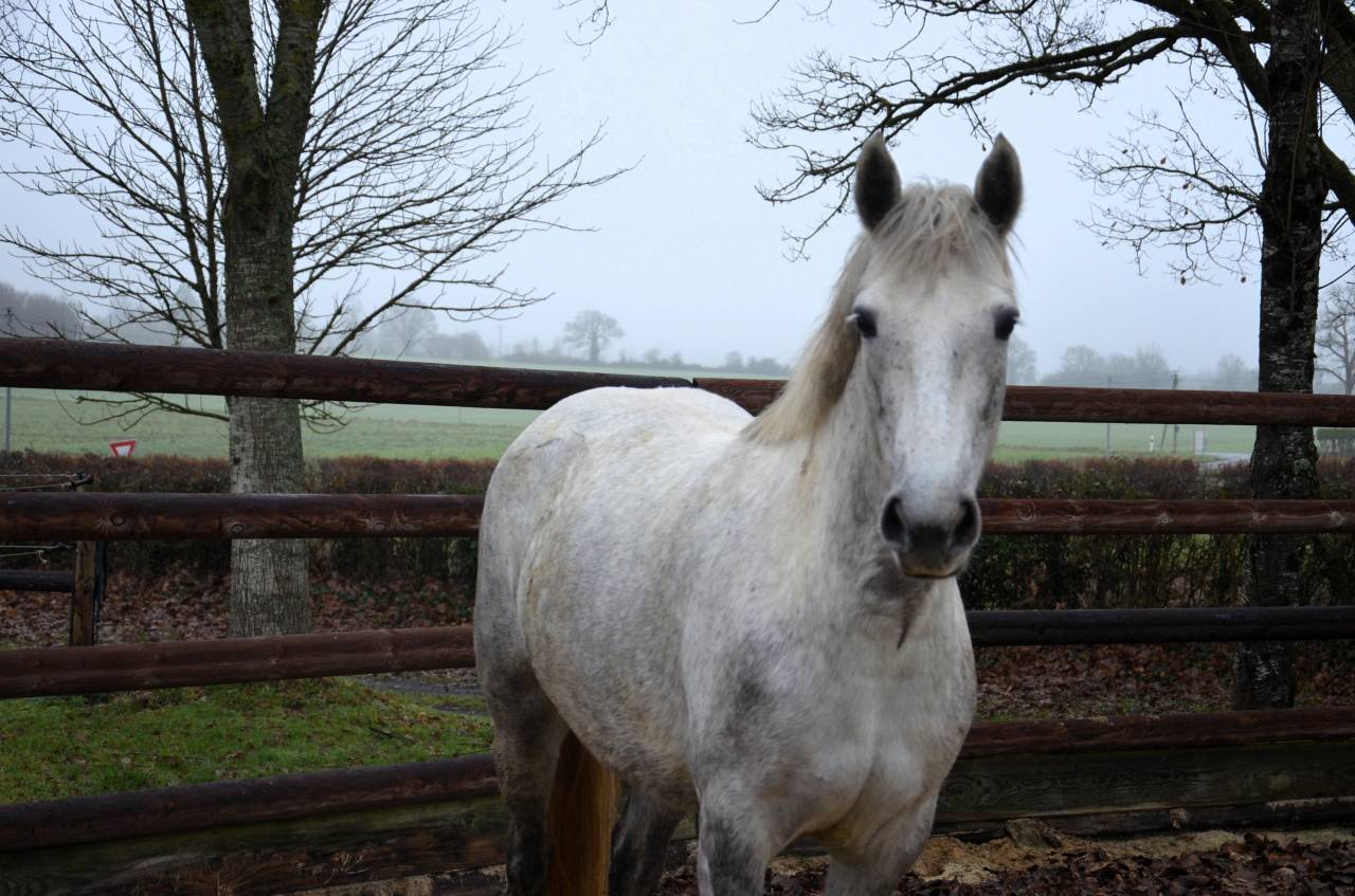 Femelle Connemara 5 ans 1m47 Tr&egrave;s bonne g&eacute;n&eacute;tique
