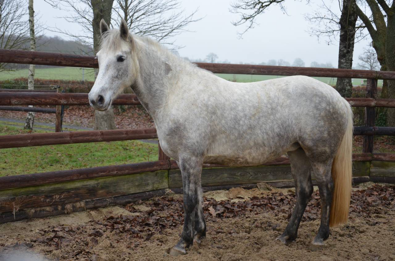 Femelle Connemara 5 ans 1m47 Tr&egrave;s bonne g&eacute;n&eacute;tique