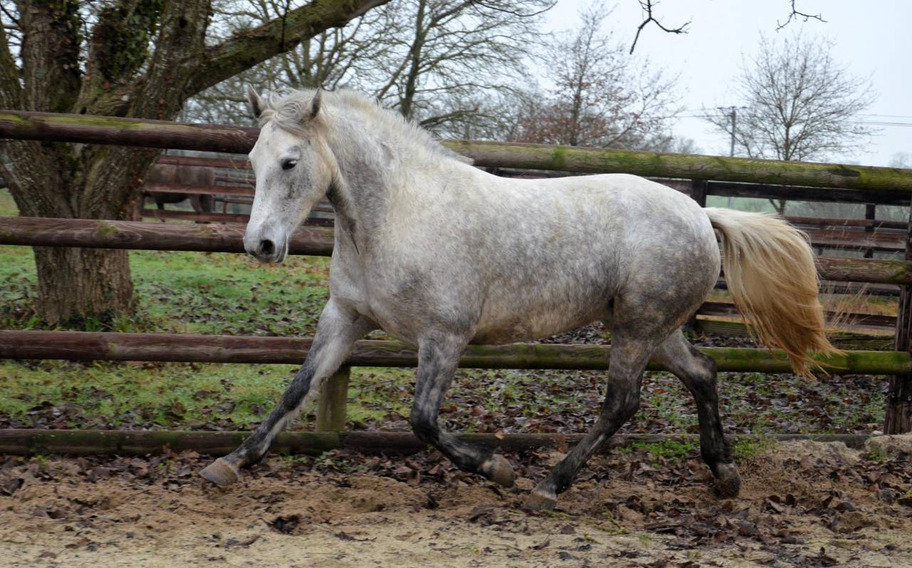 Femelle Connemara 5 ans 1m47 Tr&egrave;s bonne g&eacute;n&eacute;tique
