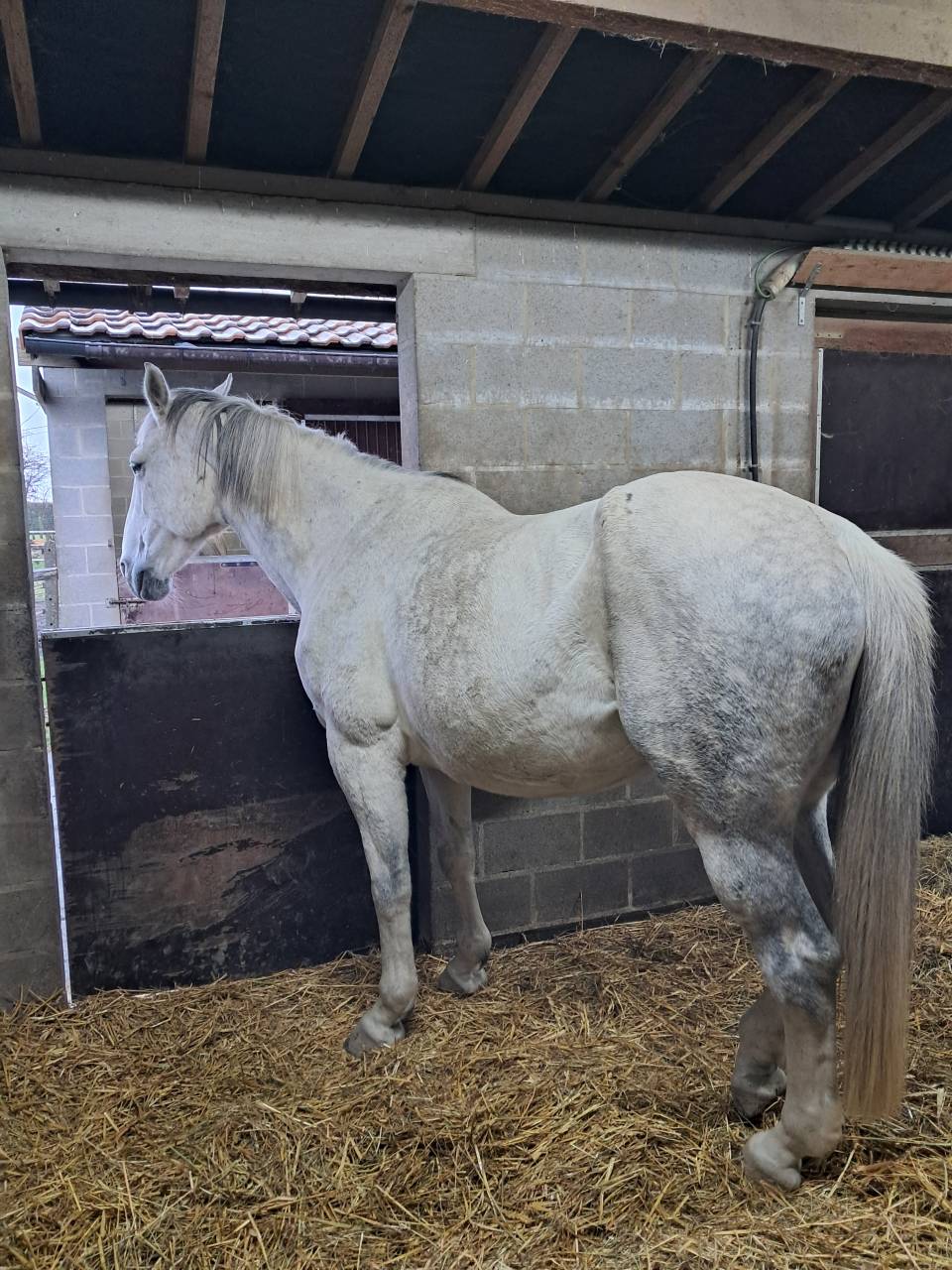 Poulini&egrave;re Bwp (MALIKA DU BOIS HALLEUX)
