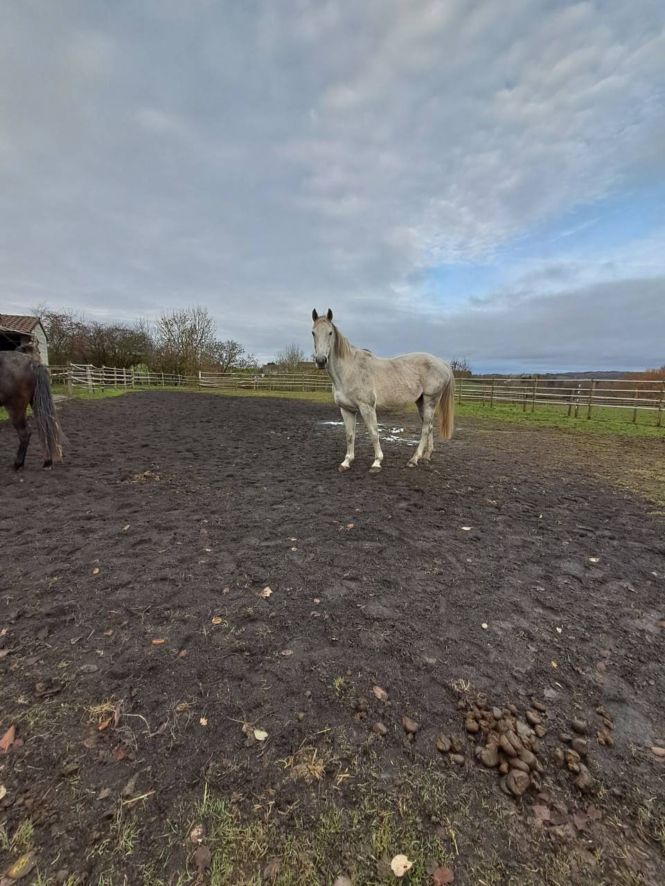 Poulini&egrave;re Bwp (MALIKA DU BOIS HALLEUX)