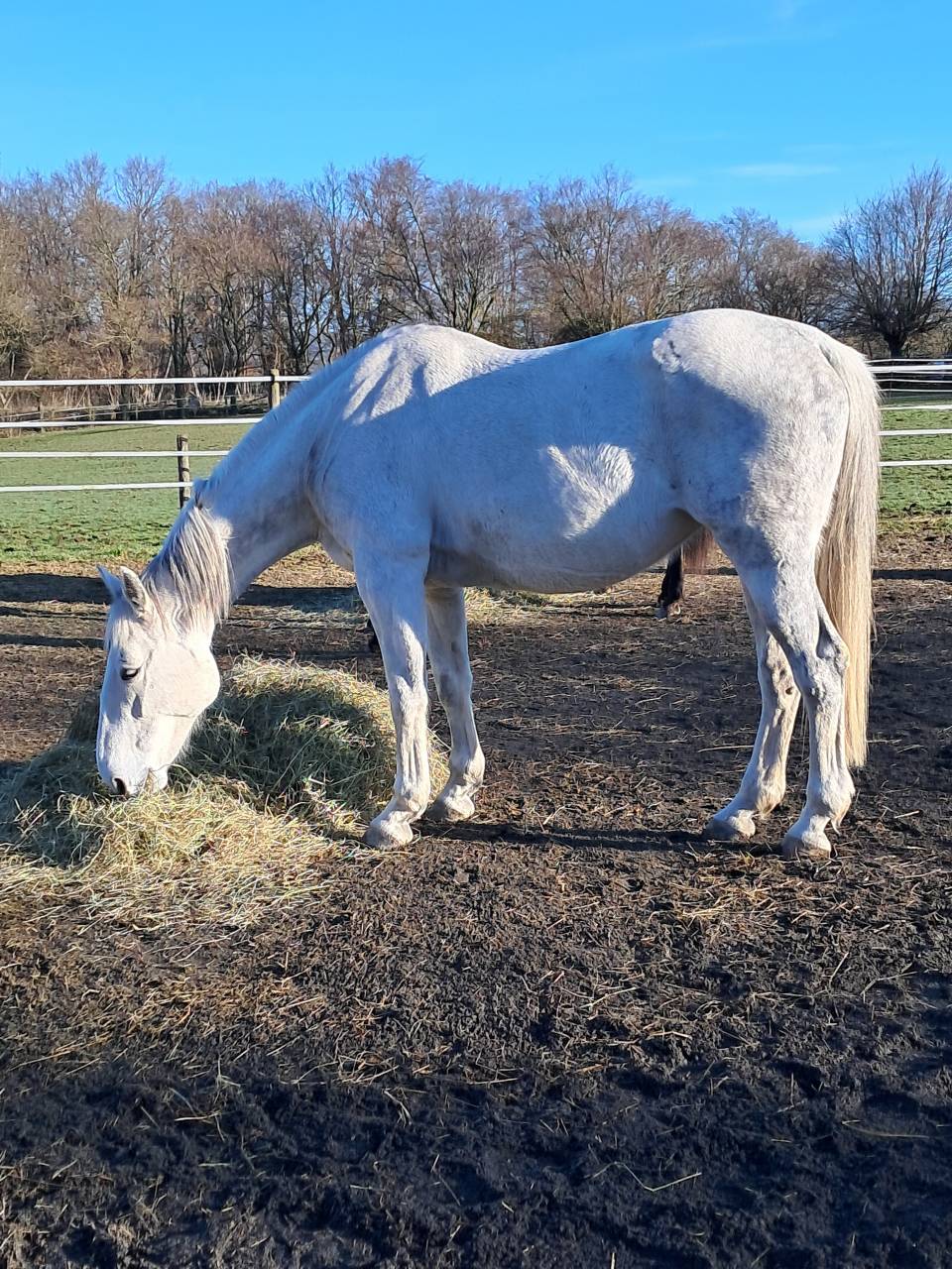 Poulini&egrave;re Bwp.  