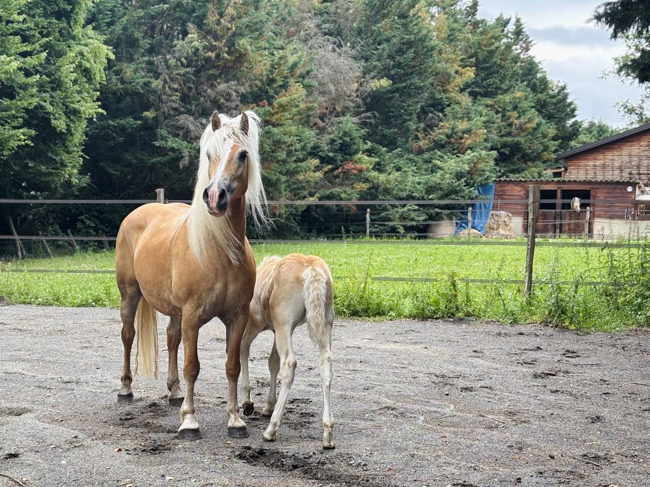 Poulinière Haflinger 
