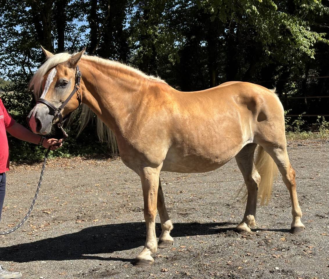 Poulinière Haflinger 