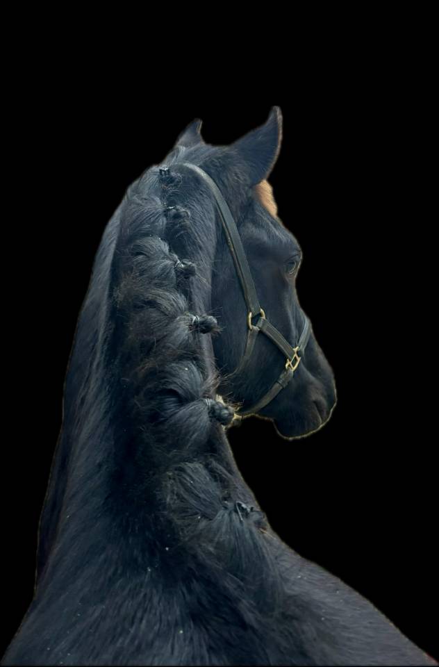 Poulain Arabo Frison 