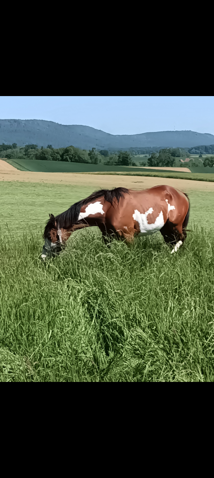 Paint/DSA.    Hongre  2ans1/2.    OC